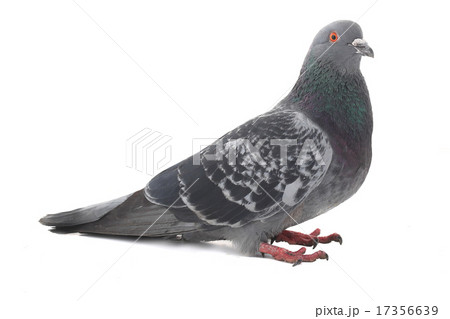 dove dove 17356639