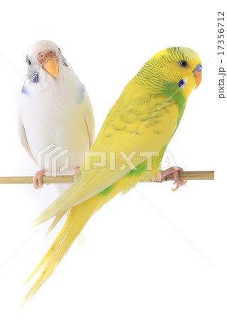 budgie 17356712