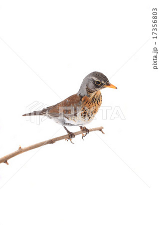 thrush thrush 17356803