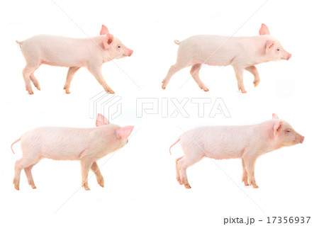 pig 17356937