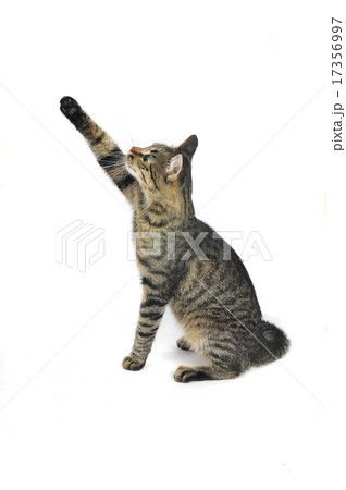 cat cat 17356997