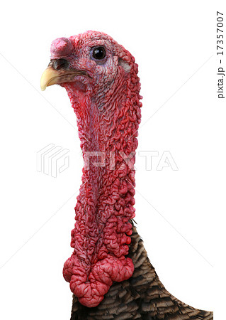 Turkey Turkey 17357007