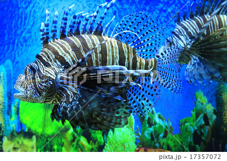 Lion fish Lion fish 17357072
