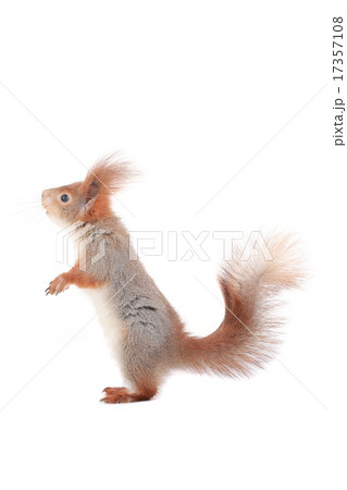 squirrel, squirrel, 17357108