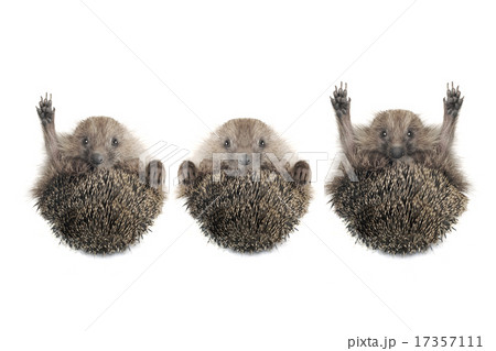 Hedgehog 17357111