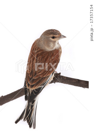 linnet 17357154