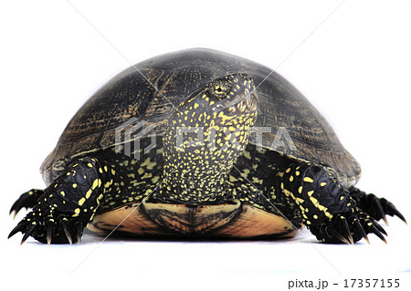 turtle turtle 17357155