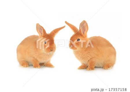 two brown rabbit two brown rabbit 17357158