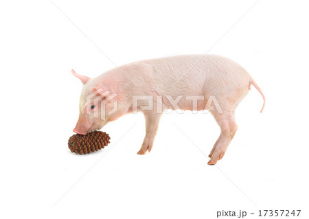 pig pig 17357247