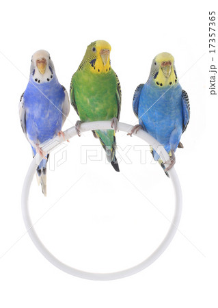 budgie budgie 17357365