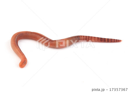 worm 17357367