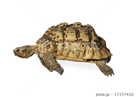 Turtle Turtle 17357416