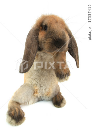 standing rabbit standing rabbit 17357419