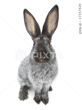 grey rabbit 17357420