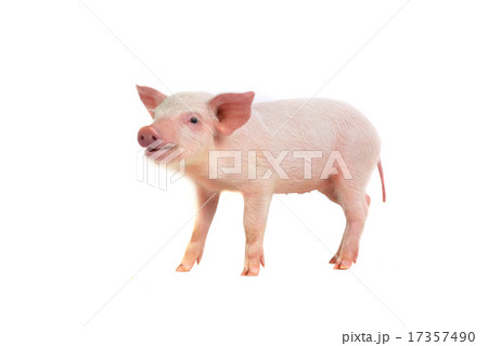 pig 17357490
