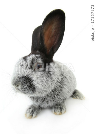 gray rabbit 17357573
