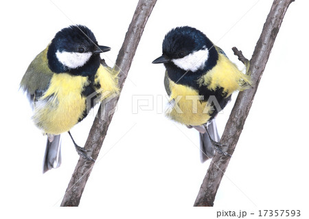 two titmouse two titmouse 17357593