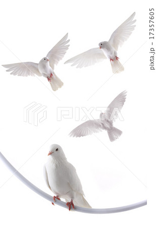 white dove 17357605