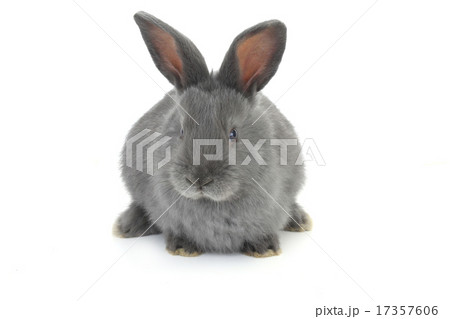 gray rabbit 17357606