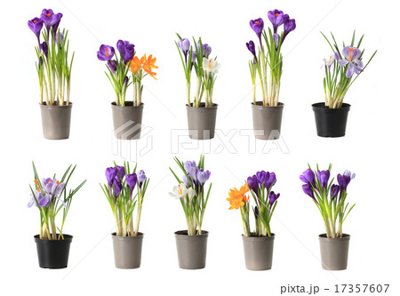 group purple crocuses 17357607