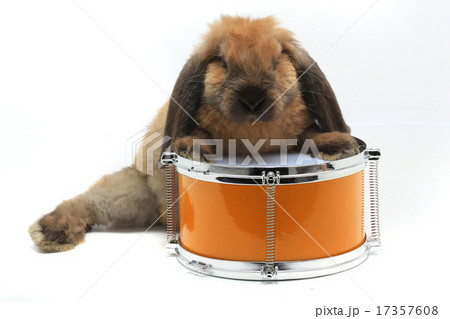 rabbit sitting 17357608