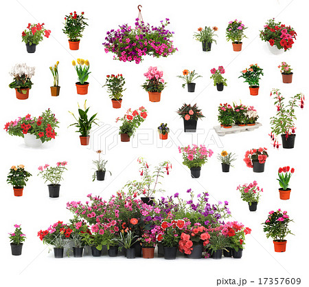 flover 17357609