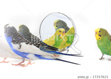 budgie budgie 17357625