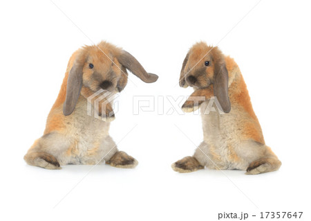 rabbit rabbit 17357647