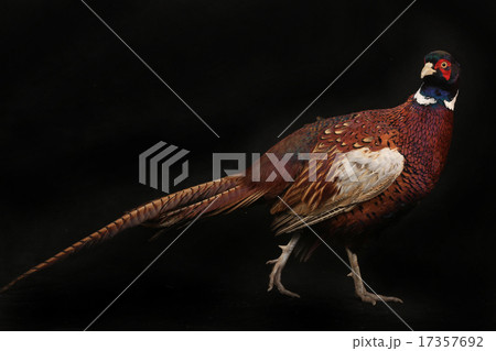 pheasant 17357692
