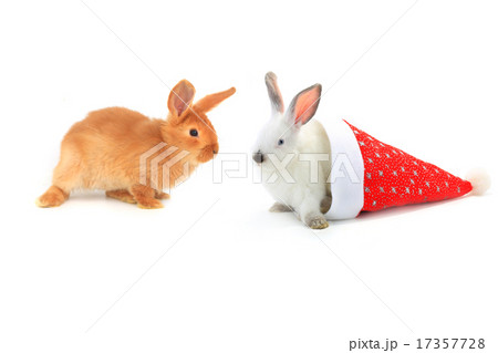 rabbit rabbit 17357728