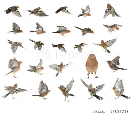chaffinch chaffinch 17357753