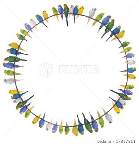 budgie budgie 17357811