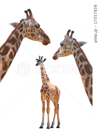 Giraffe 17357839