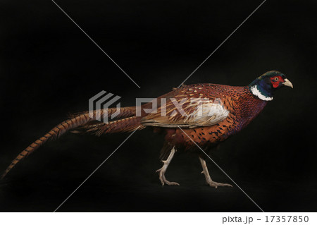 pheasant 17357850
