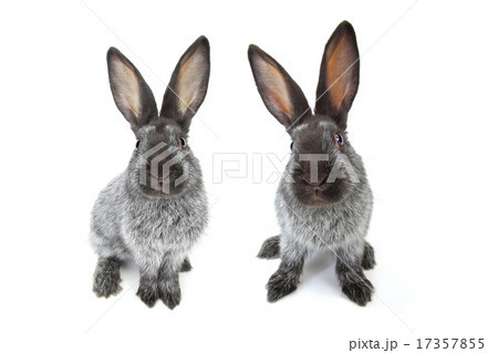 grey rabbit grey rabbit 17357855