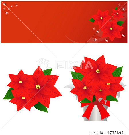 ポインセチア クリスマス 冬 花のイラスト素材