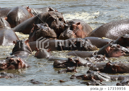 野生のカバ 17359956