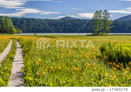 尾瀬　大江湿原のニッコウキスゲ 17360179