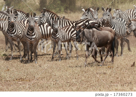 野生のシマウマとヌー 17360273
