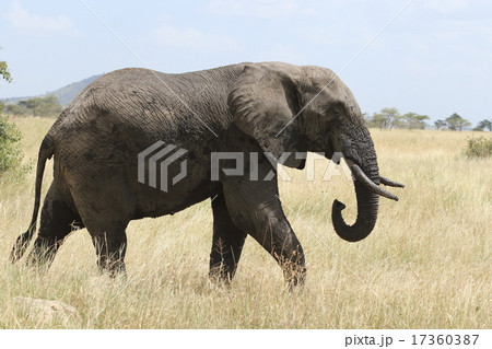 野生のアフリカゾウ 野生のアフリカゾウ 17360387