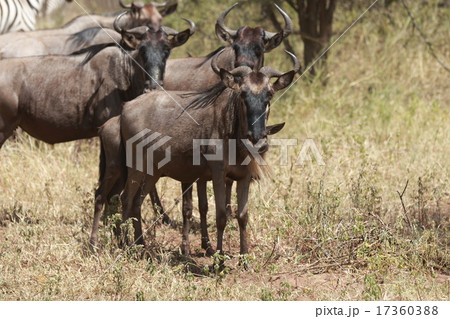 野生のヌー 17360388