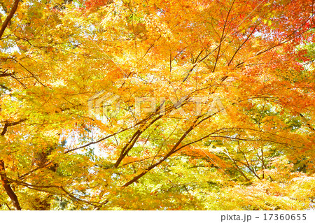 紅葉の風景 17360655
