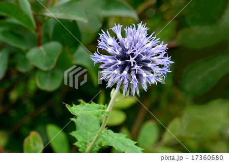 ルリタマアザミ 17360680
