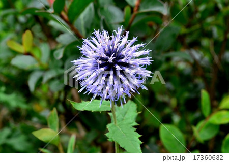 ルリタマアザミ ルリタマアザミ 17360682