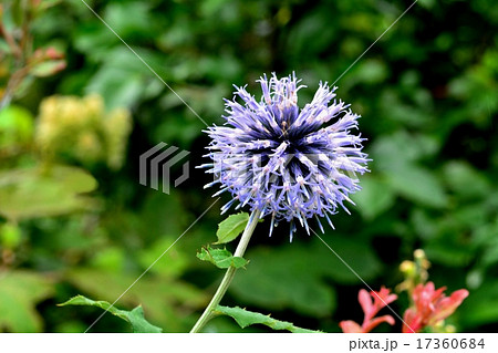 ルリタマアザミ 17360684