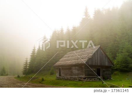 Beautiful pine trees on  mountains 17361145