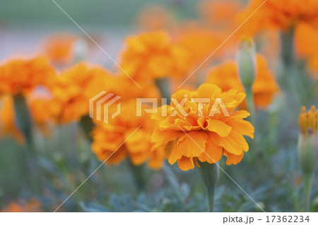 マリーゴールド マリーゴールド 17362234