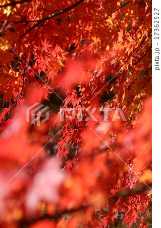 山の紅葉 17362527