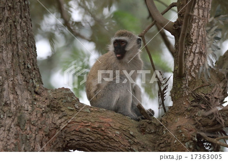 野生の猿 17363005
