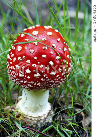 bug agaric - Amanita Muscaria 17364355